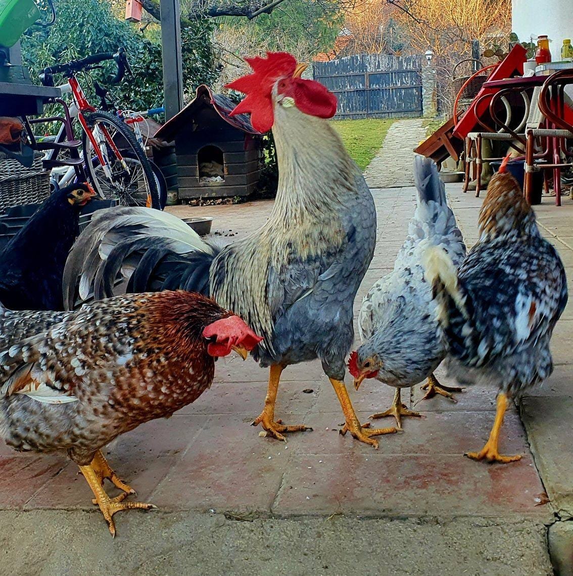 471944464_122114604134625225_3850773082989664103_n