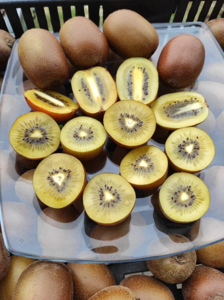 487479844_122270283584011809_5213519697644002860_n