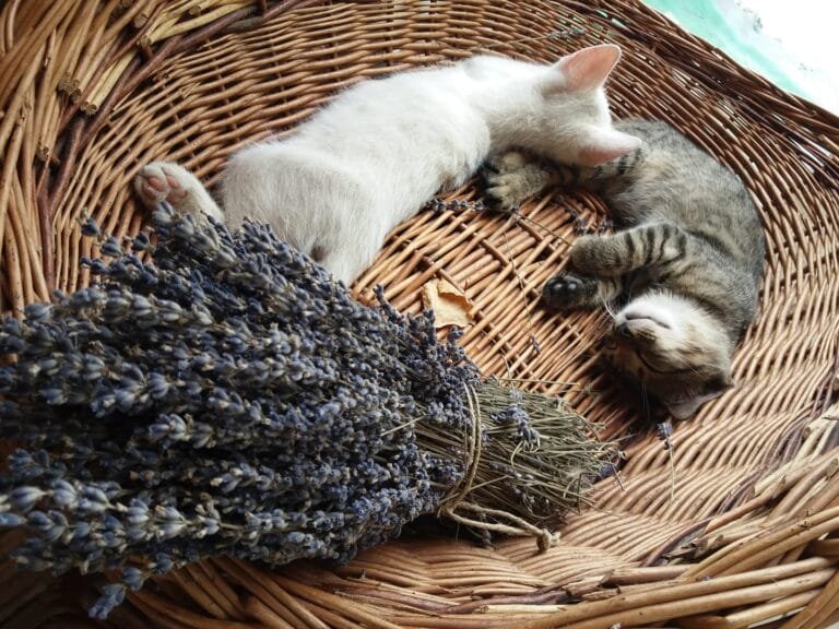 67327553_2462522547139250_581422521862062080_n