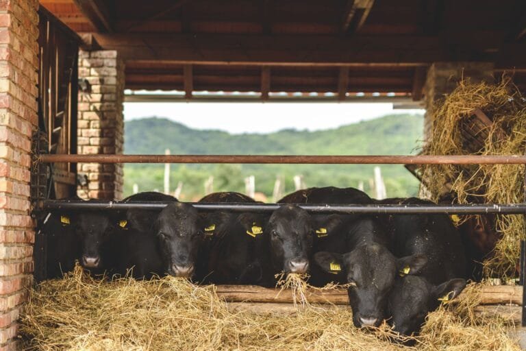 farm54-va-rvo-lgy-ko-ro-si-tama-s-2957.exact1980w