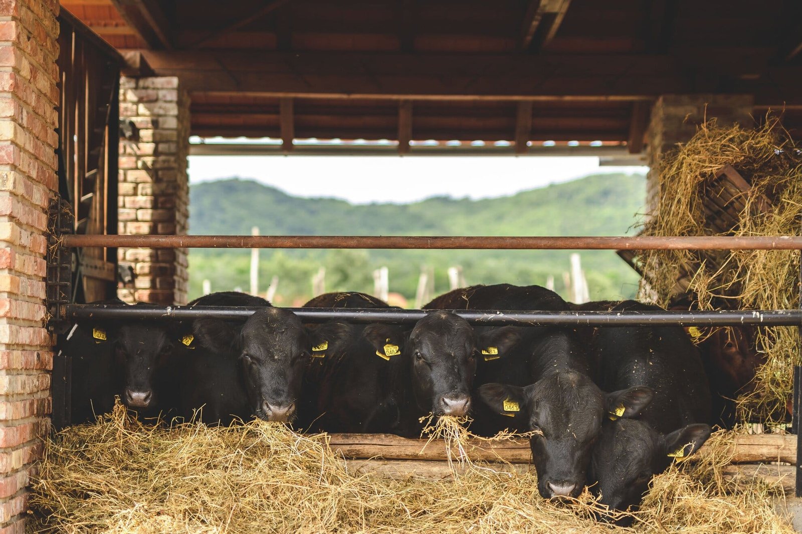 farm54-va-rvo-lgy-ko-ro-si-tama-s-2957.exact1980w